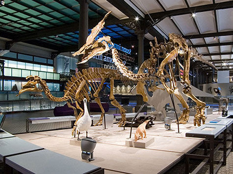 палеонтология лаборатория пополнение экземпляры уникальность динозавры